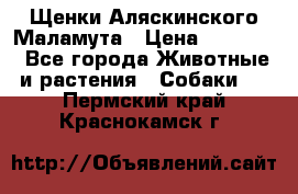 Щенки Аляскинского Маламута › Цена ­ 10 000 - Все города Животные и растения » Собаки   . Пермский край,Краснокамск г.